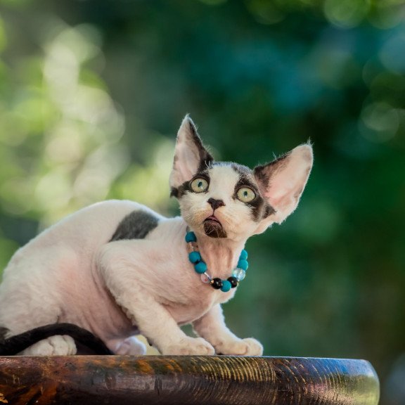 Devon Rex NOV Luke