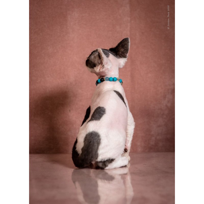 Devon Rex NOV Luke