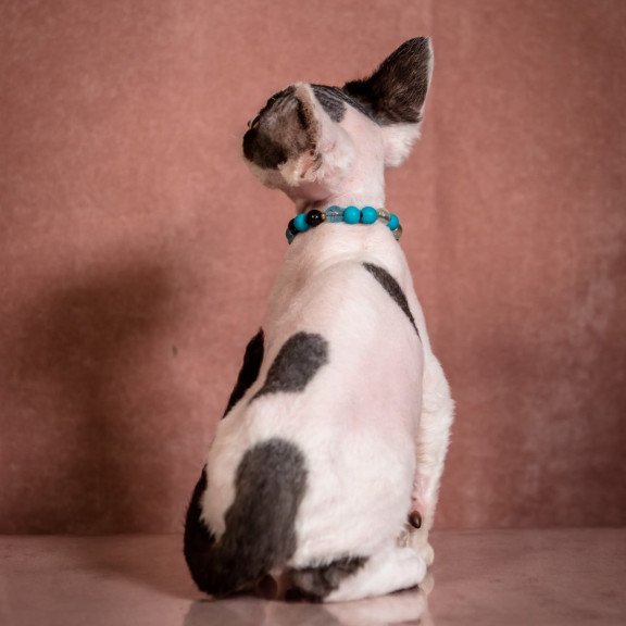 Devon Rex NOV Luke
