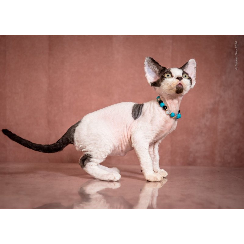 Devon Rex NOV Luke
