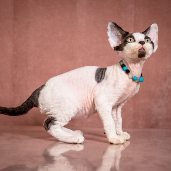 Devon Rex NOV Luke