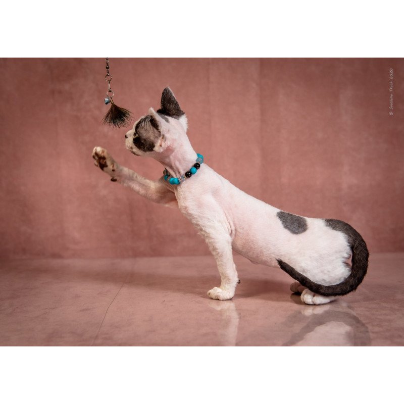 Devon Rex NOV Luke