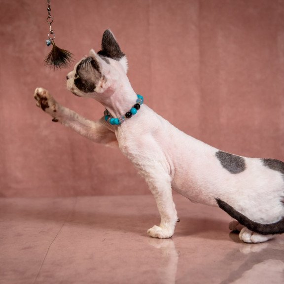 Devon Rex NOV Luke