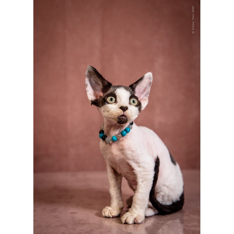 Devon Rex NOV Luke