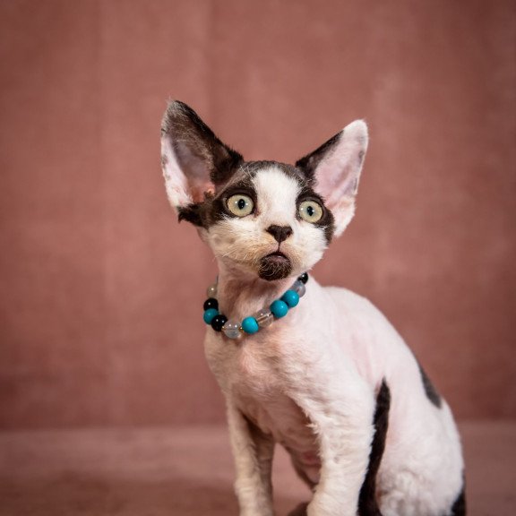 Devon Rex NOV Luke