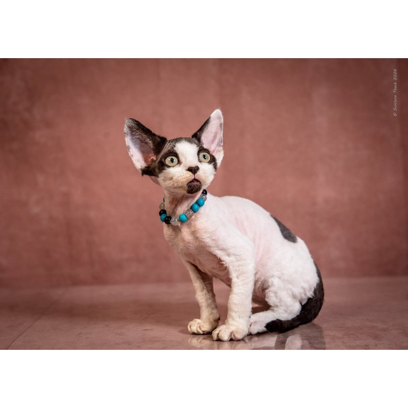 Devon Rex NOV Luke