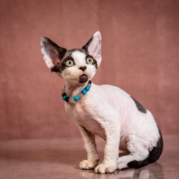 Devon Rex NOV Luke