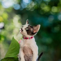 Devon Rex NOV Lelya