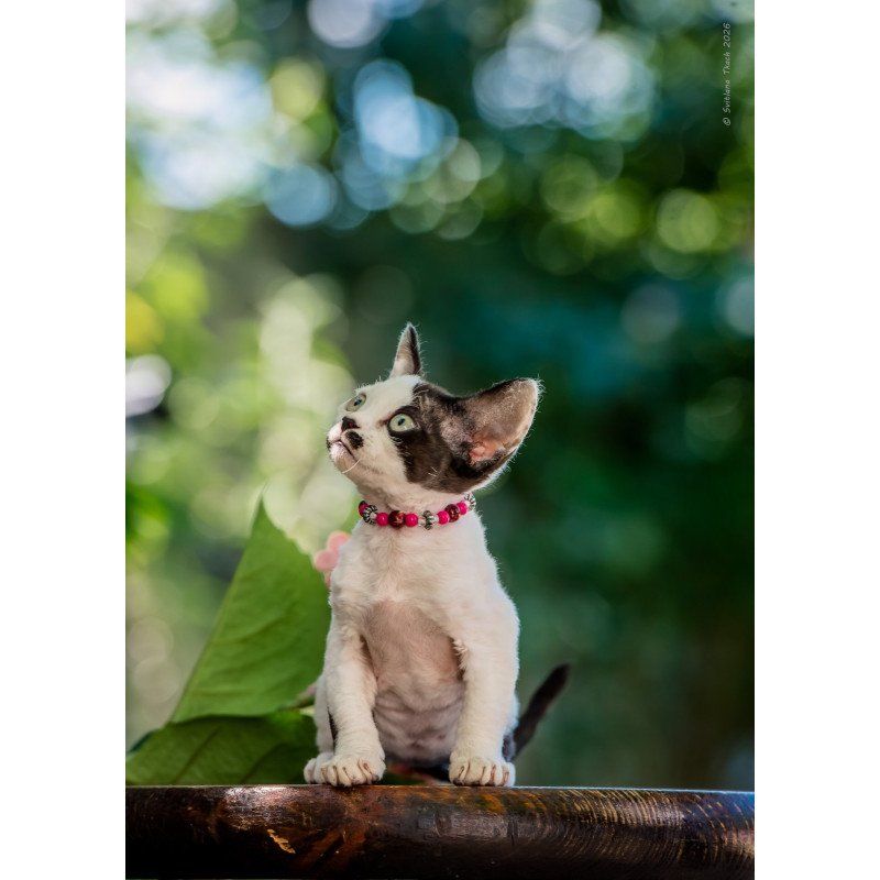 Devon Rex NOV Lelya