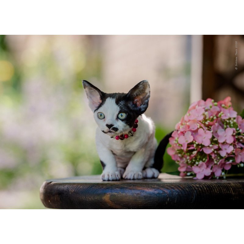 Devon Rex NOV Lelya