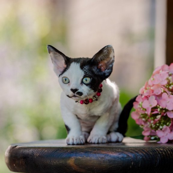 Devon Rex NOV Lelya