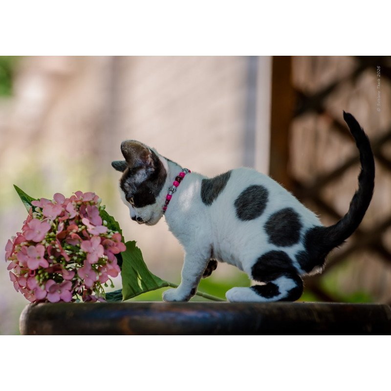 Devon Rex NOV Lelya