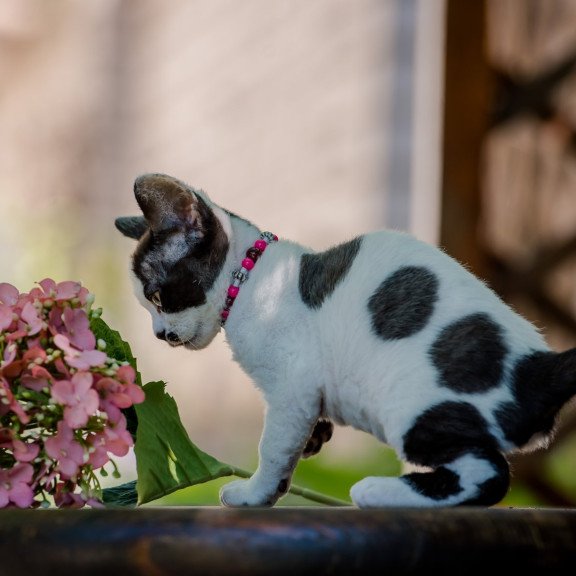 Devon Rex NOV Lelya