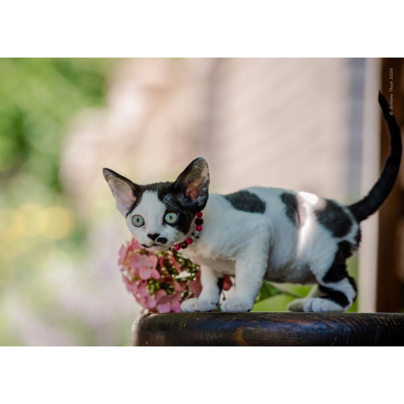 Devon Rex NOV Lelya