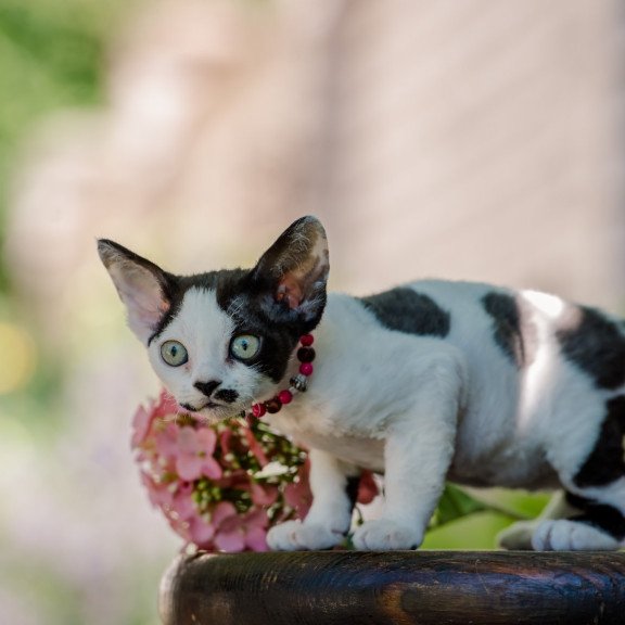 Devon Rex NOV Lelya