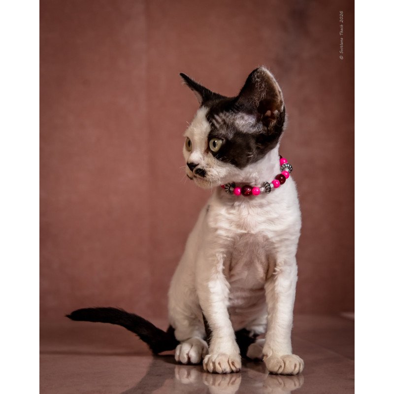 Devon Rex NOV Lelya