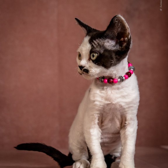 Devon Rex NOV Lelya