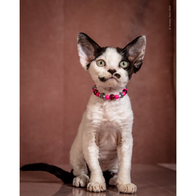 Devon Rex NOV Lelya