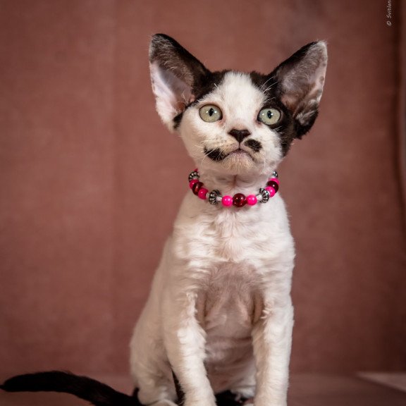 Devon Rex NOV Lelya