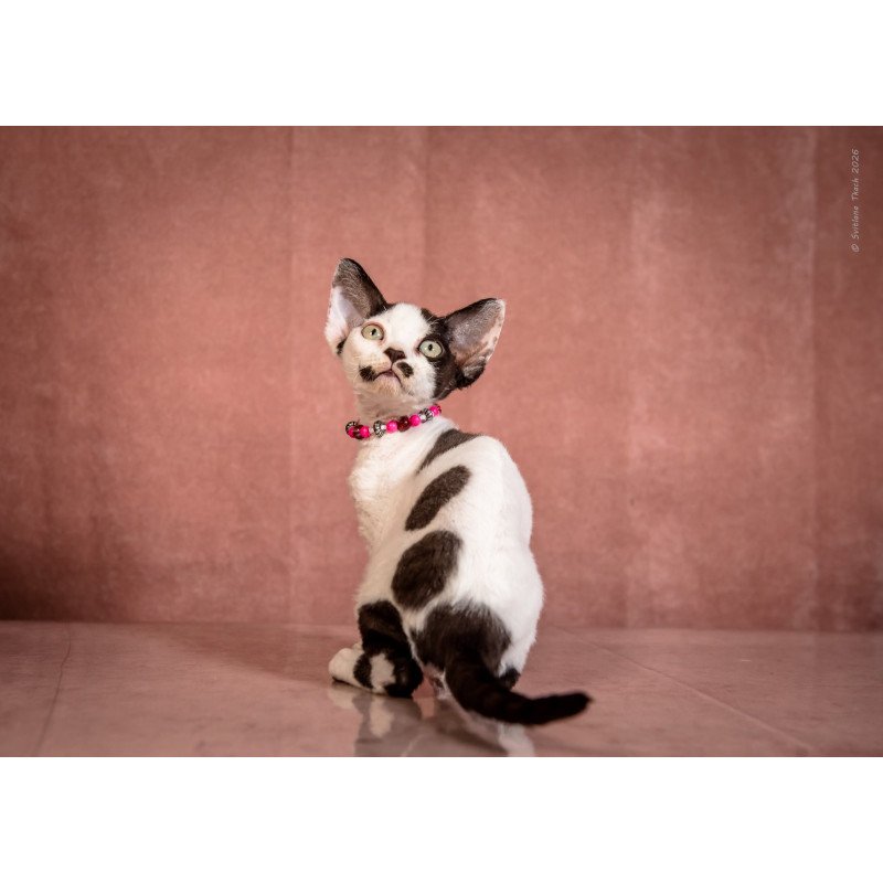 Devon Rex NOV Lelya