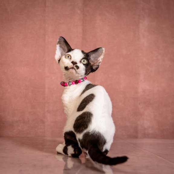 Devon Rex NOV Lelya