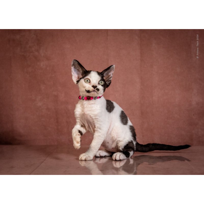 Devon Rex NOV Lelya