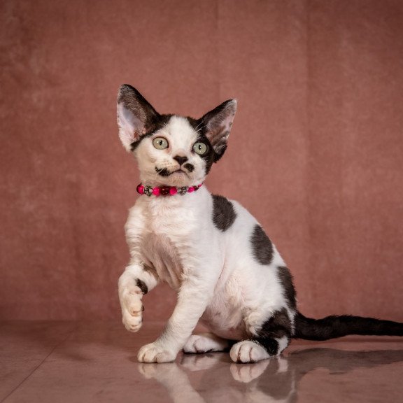 Devon Rex NOV Lelya