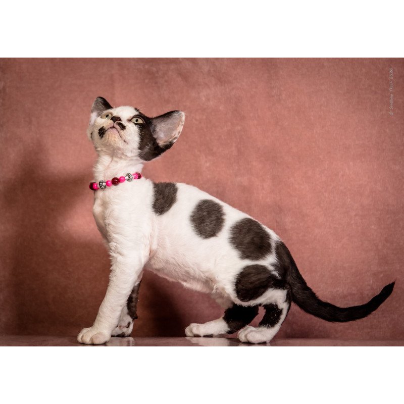 Devon Rex NOV Lelya