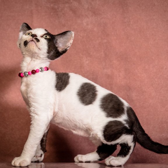 Devon Rex NOV Lelya