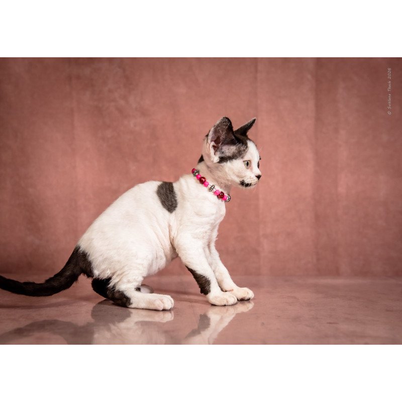 Devon Rex NOV Lelya