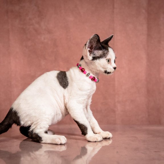 Devon Rex NOV Lelya