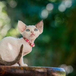 Devon Rex NOV Luna