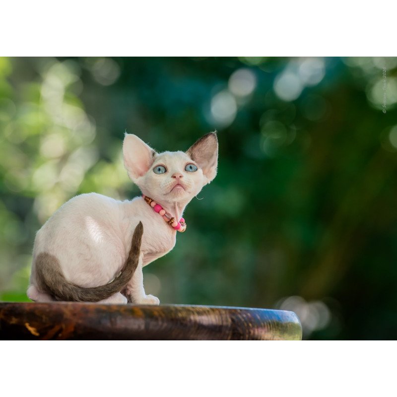 Devon Rex NOV Luna