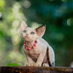 Devon Rex NOV Luna