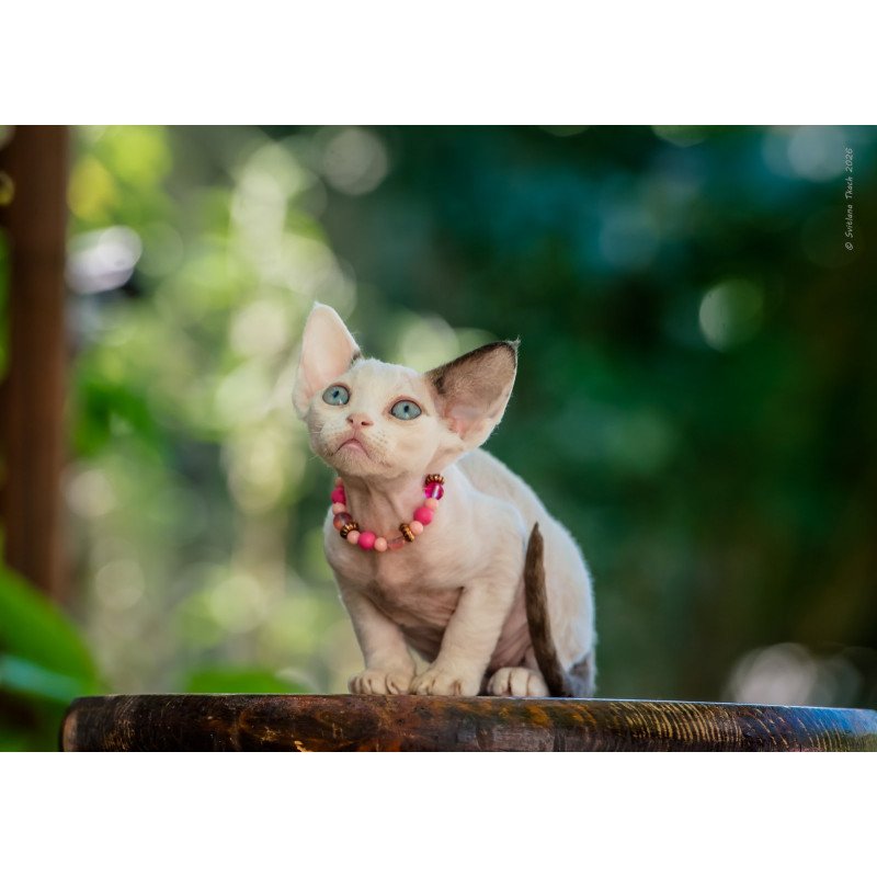 Devon Rex NOV Luna