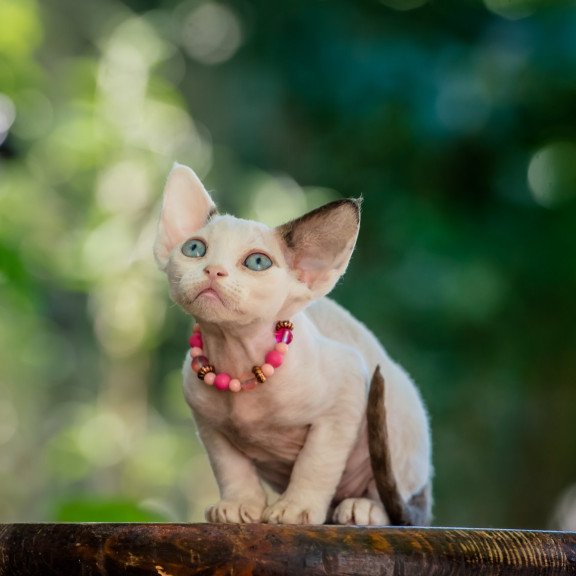 Devon Rex NOV Luna
