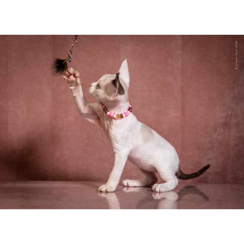 Devon Rex NOV Luna