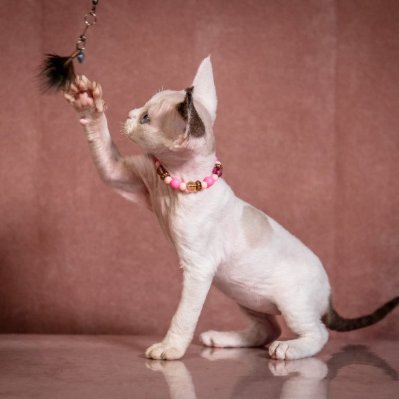 Devon Rex NOV Luna