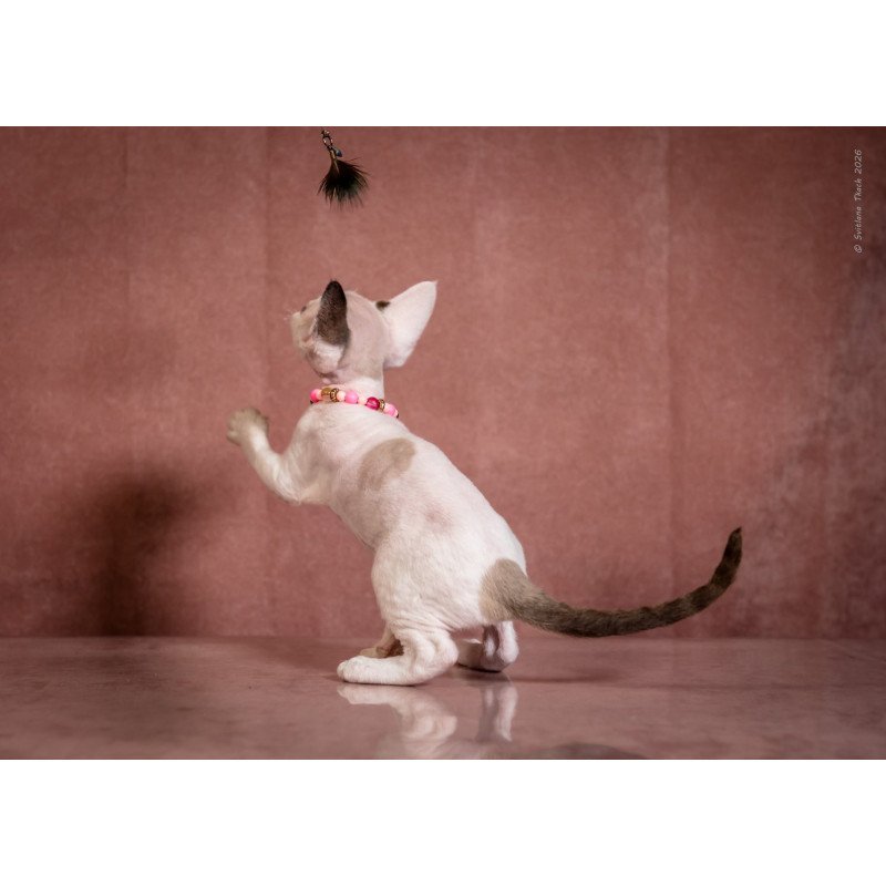 Devon Rex NOV Luna