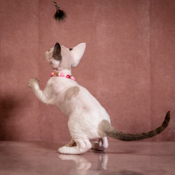 Devon Rex NOV Luna