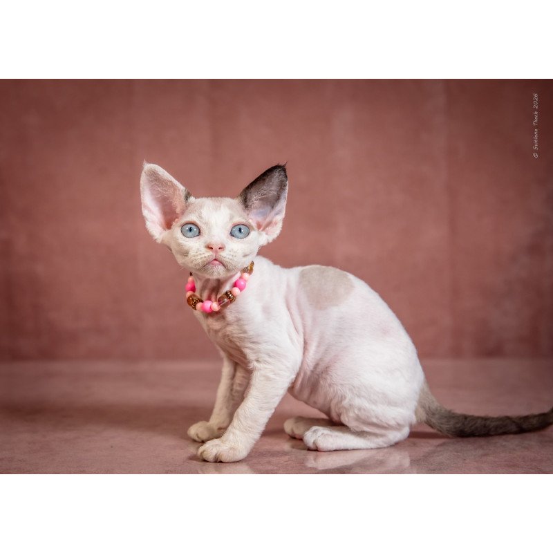 Devon Rex NOV Luna