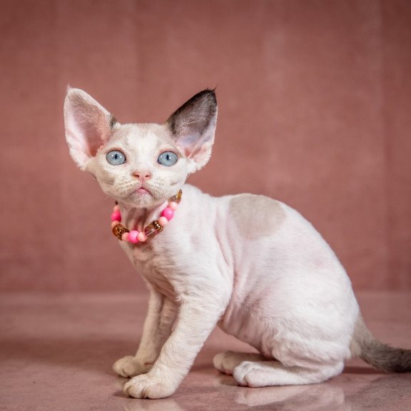 Devon Rex NOV Luna