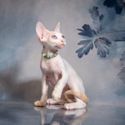 Devon Rex NOV Ice Berry