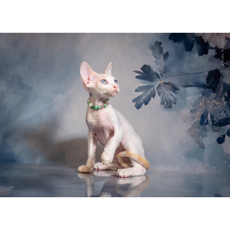 Devon Rex NOV Ice Berry