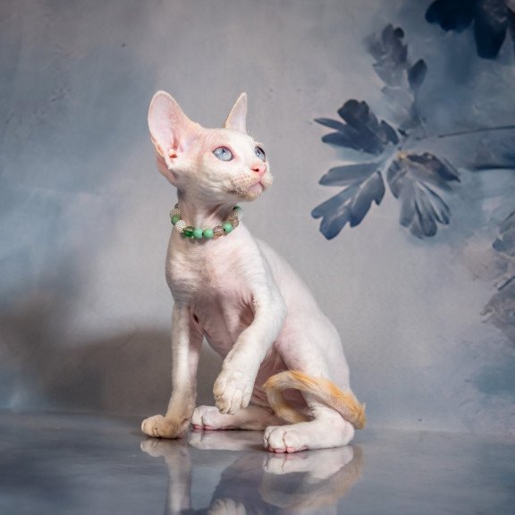 Devon Rex NOV Ice Berry