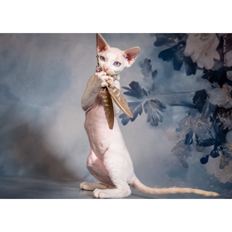 Devon Rex NOV Ice Berry