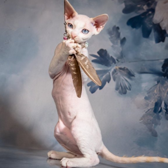 Devon Rex NOV Ice Berry