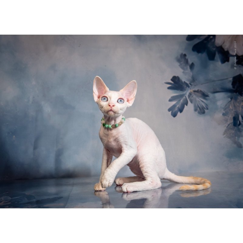 Devon Rex NOV Ice Berry