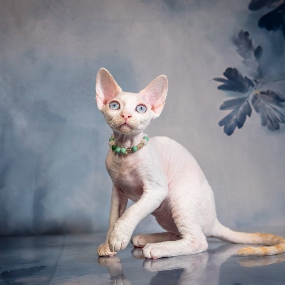 Devon Rex NOV Ice Berry