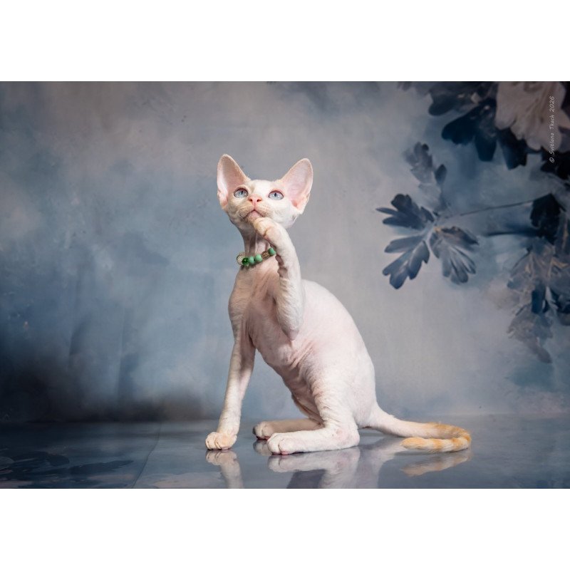 Devon Rex NOV Ice Berry
